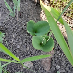 Eriospermum mackenii