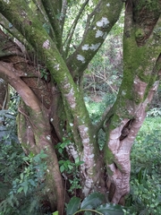 Ficus burkei