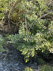 Sophora tomentosa