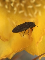 Atacamita