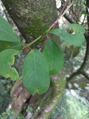 Ficus burkei