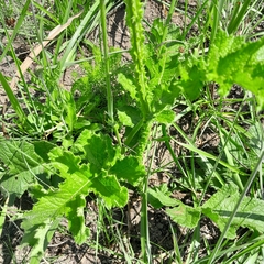 Berkheya umbellata