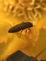 Atacamita