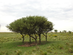 Geoffroea decorticans