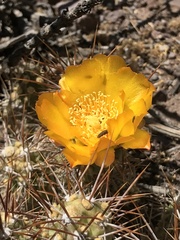 Atacamita