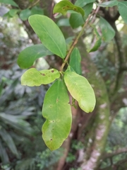 Ficus burkei