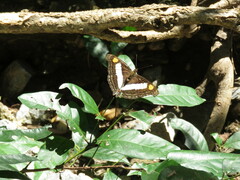 Doxocopa laure laure