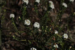 Pimelea glauca