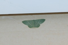 Pelagodes subquadraria