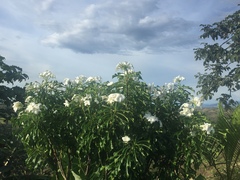 Plumeria