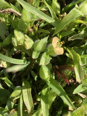 Commelina