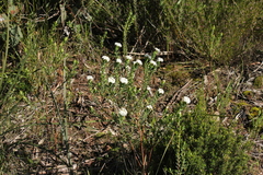 Pimelea glauca
