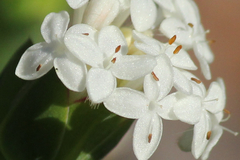 Pimelea glauca