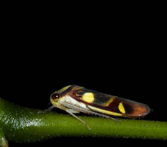 Dilobopterus exaltatus