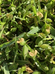 Commelina