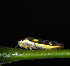 Dilobopterus exaltatus