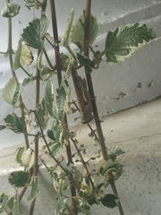 Abracris flavolineata