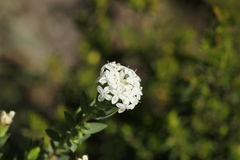 Pimelea glauca