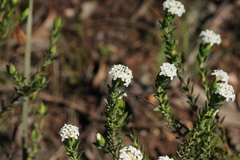 Pimelea glauca
