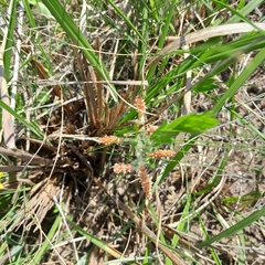 Acalypha peduncularis