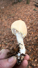 Lepiota magnispora