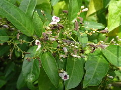 Paederia foetida
