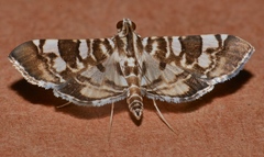 Chabula acamasalis