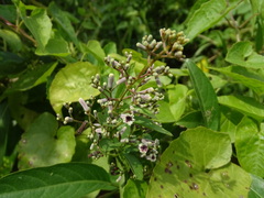 Paederia foetida