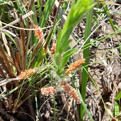Acalypha peduncularis