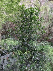Tricalysia