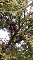 Cryptomeria japonica