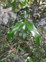 Tricalysia
