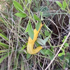 Elisolimax flavescens