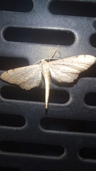 Euacidalia brownsvillea