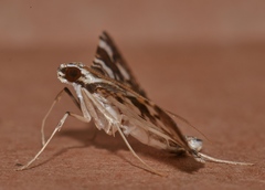 Chabula acamasalis
