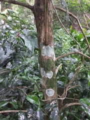 Tricalysia