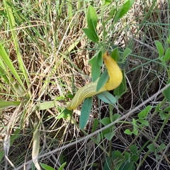 Elisolimax flavescens