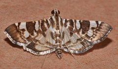 Chabula acamasalis