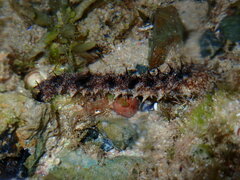 Stichopus