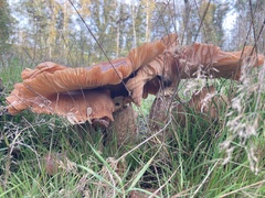 Armillaria ostoyae