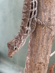 Anolis lineatus