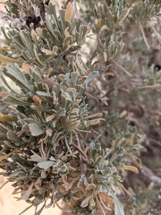 Rhopalomyia obovata