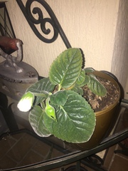 Streptocarpus ionanthus