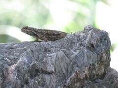 Sceloporus melanorhinus
