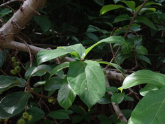 Ficus hispida