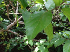 Ficus hispida