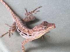 Anolis lineatus
