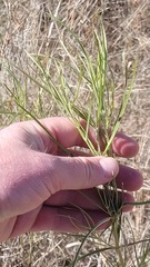 Asclepias subverticillata