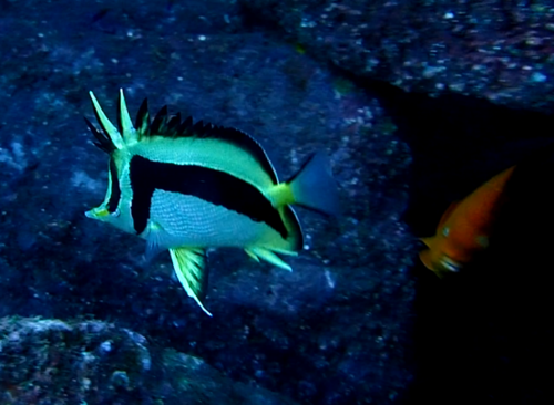 Photo of Falcate Coralfish (Prognathodes falcifer)