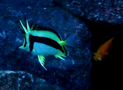 Prognathodes falcifer